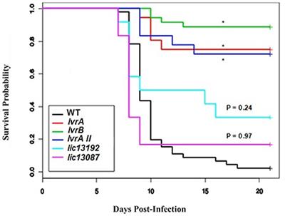 Lvr, a Signaling System That Controls Global Gene Regulation and Virulence in Pathogenic Leptospira